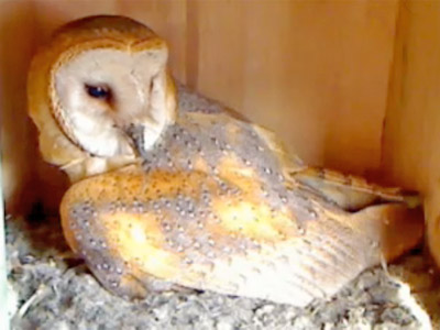 mollyowl