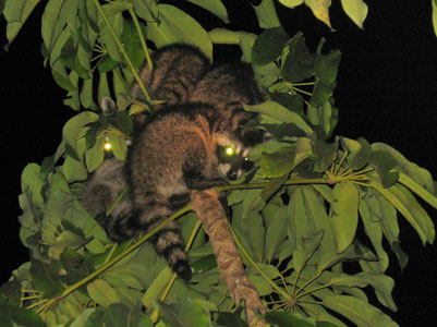 raccoons17a